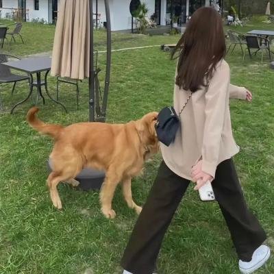 小病猫